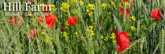 Hill Farm Barn, Self Catering cottage on the Isle of Wight - Isle of Wight Cottage Holidays