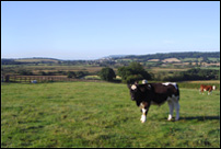 Self Catering Accommodation on the Isle of Wight - Isle of Wight Cottage Holidays