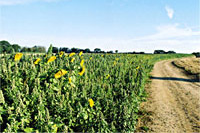 Self Catering Holidays on the Ise of Wight, Hill Farm, Family Holidays, Isle of Wight 