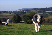 Self Catering Accommodation on the Isle of Wight - Isle of Wight Cottage Holidays